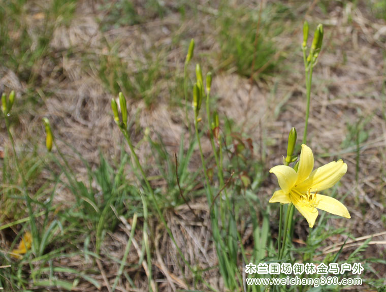 木兰围场6月13风景