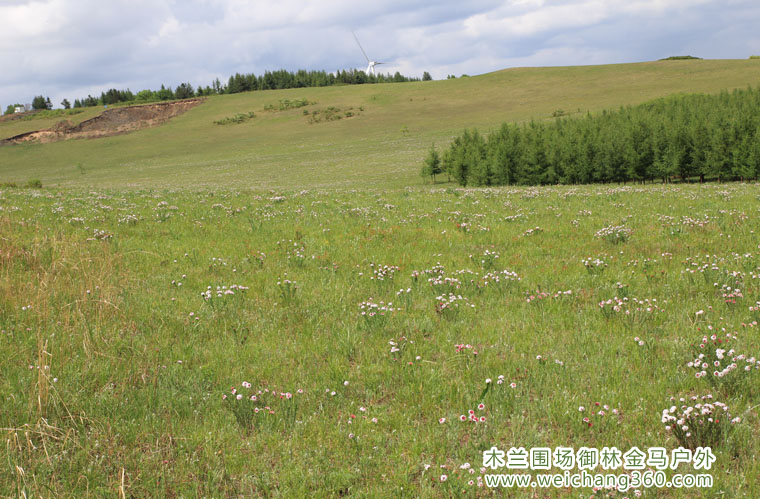 木兰围场6月13风景