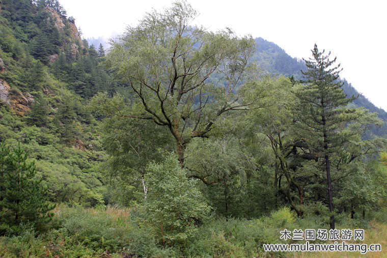 木兰围场五道沟风景区
