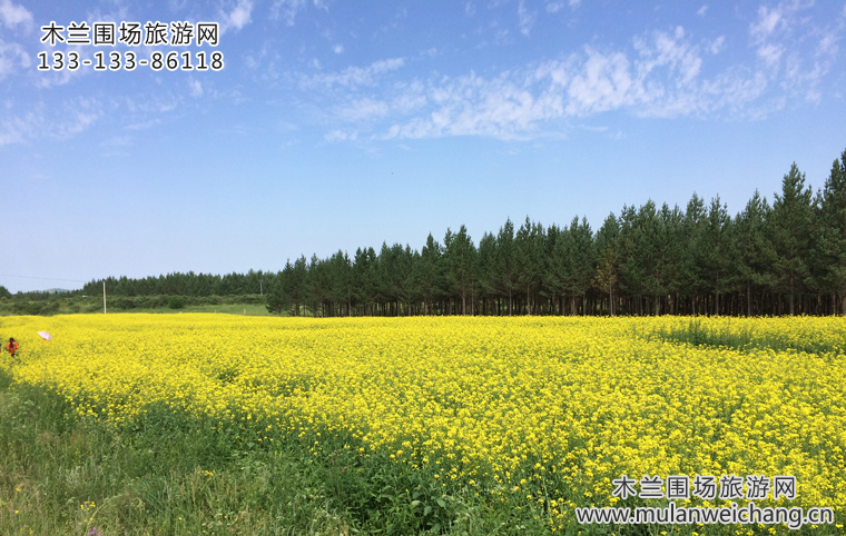 木兰围场油菜花