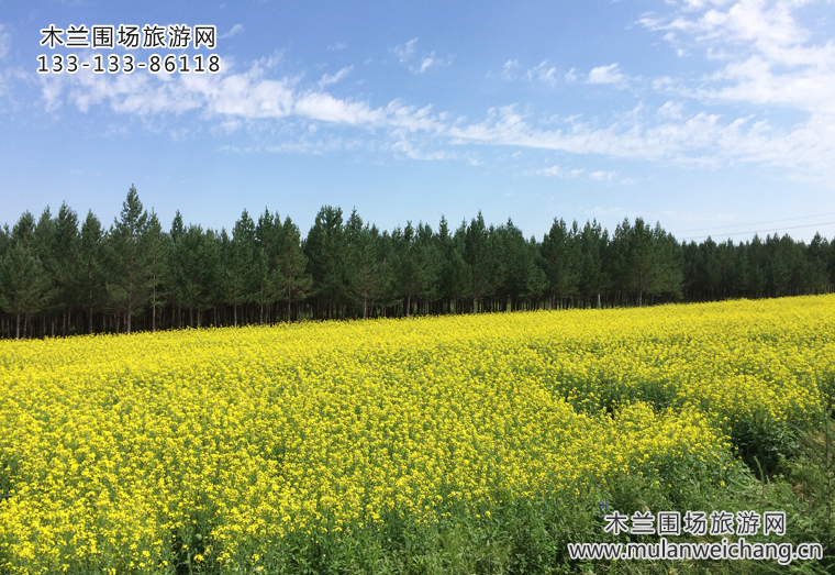 木兰围场油菜花