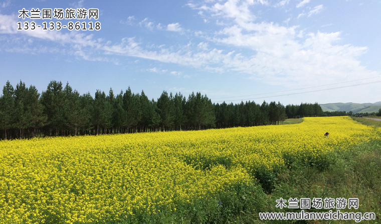 木兰围场油菜花